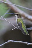 Black-chinned Hummingbirdborder=